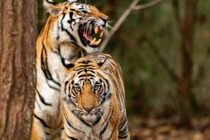 Golden Triangle Tour with Tiger Safari